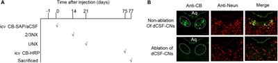 Targeted Ablation of Distal Cerebrospinal Fluid-Contacting Nucleus Alleviates Renal Fibrosis in Chronic Kidney Disease